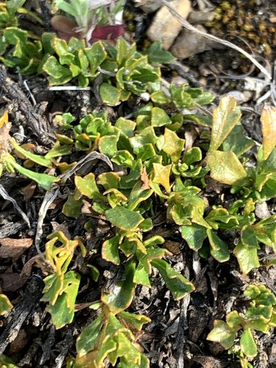 Dodonaea procumbens, photographed by Lukas Clews