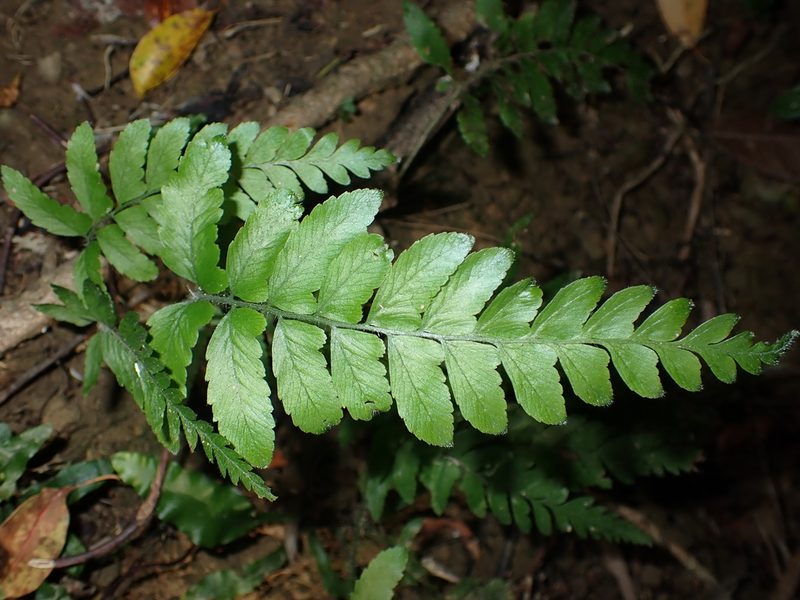 Microlepia marginata, photographed by 呂一起(Lyu yi-chi)