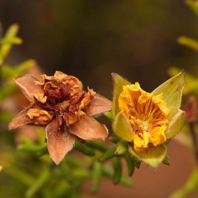 Hibbertia vestita, photographed by Nigel Main