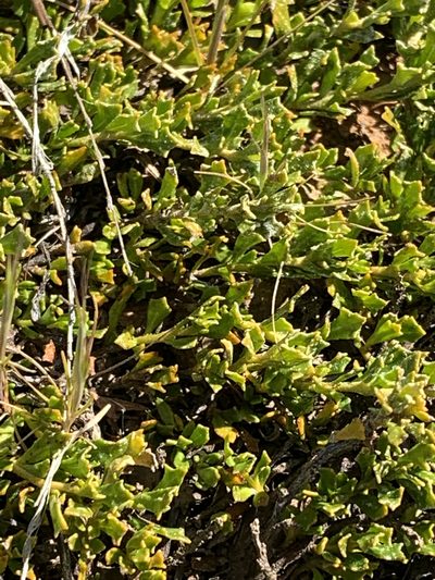 Dodonaea procumbens, photographed by Lukas Clews