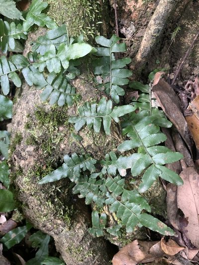 Arthropteris palisotii, photographed by 呂一起(Lyu yi-chi)