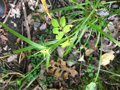 Carex grayi, photographed by Étienne Lacroix-Carignan