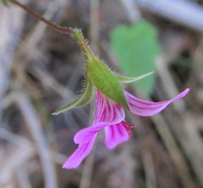 Pelargonium pseudosetulosum, photographed by douglaseustonbrown
