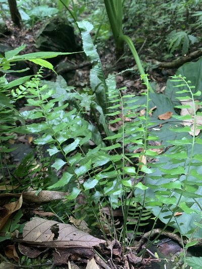 Polystichum formosanum, photographed by 呂一起(Lyu yi-chi)