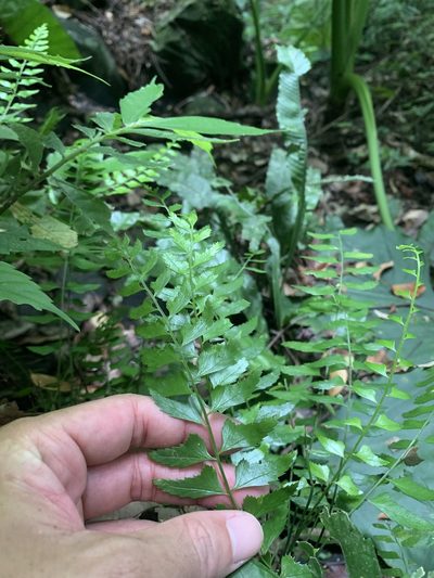 Polystichum formosanum, photographed by 呂一起(Lyu yi-chi)