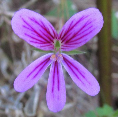 Pelargonium pseudosetulosum, photographed by douglaseustonbrown