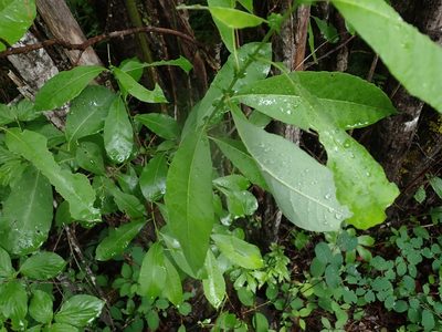 Salix scouleriana, photographed by Ellyne Geurts