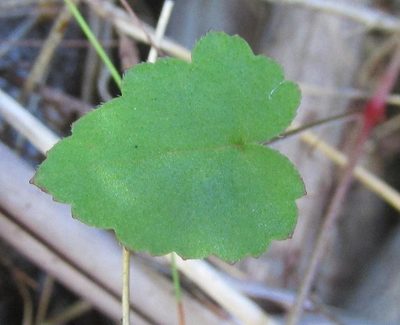 Pelargonium pseudosetulosum, photographed by douglaseustonbrown