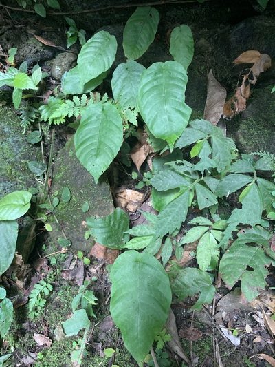 Tectaria polymorpha, photographed by 呂一起(Lyu yi-chi)