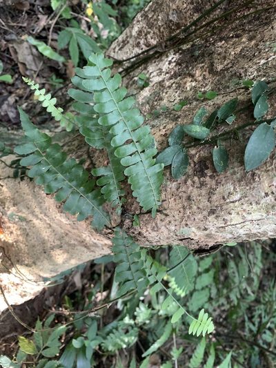 Arthropteris palisotii, photographed by 呂一起(Lyu yi-chi)