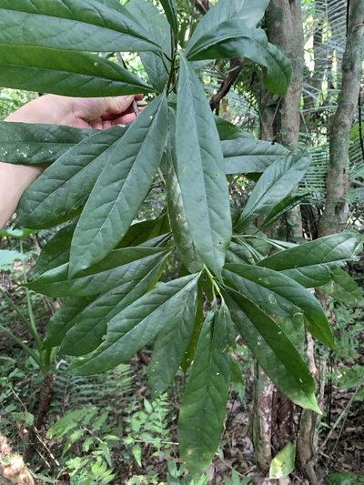 Symplocos glauca, photographed by 呂一起(Lyu yi-chi)