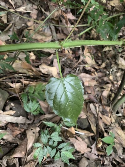 Cissus pteroclada, photographed by 呂一起(Lyu yi-chi)