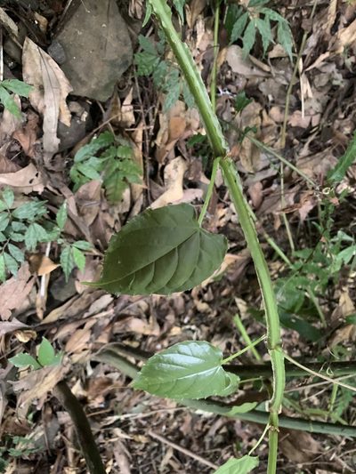 Cissus pteroclada, photographed by 呂一起(Lyu yi-chi)