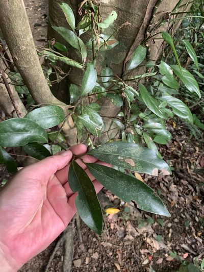 Cryptocarya concinna, photographed by 呂一起(Lyu yi-chi)