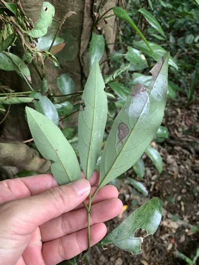 Cryptocarya concinna, photographed by 呂一起(Lyu yi-chi)