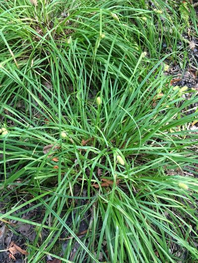 Carex typhina, photographed by Étienne Lacroix-Carignan