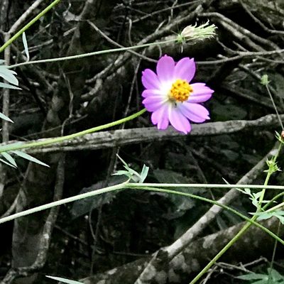 Cosmos caudatus, photographed by Suzana Ehlin Martins