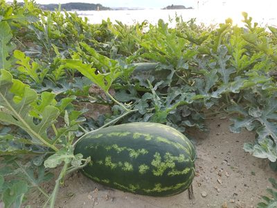 Citrullus lanatus, photographed by Roman Luštrik