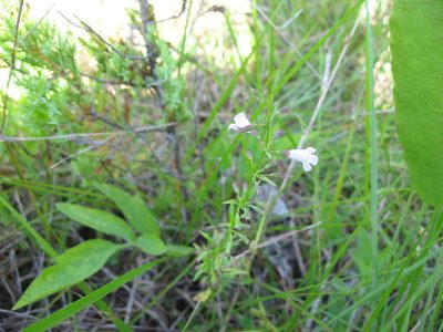 Clinopodium glabellum, photographed by Mason Brock
