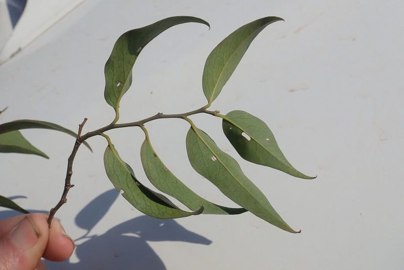 Olax dissitiflora, photographed by Andrew Deacon