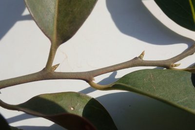 Olax dissitiflora, photographed by Andrew Deacon