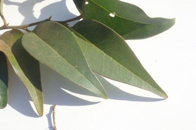 Olax dissitiflora, photographed by Andrew Deacon