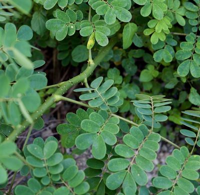 Mezoneuron latisiliquum, photographed by Shawn O'Donnell