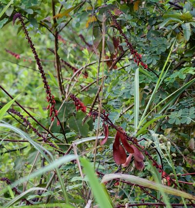 Mezoneuron latisiliquum, photographed by Shawn O'Donnell
