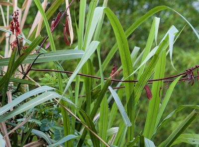 Mezoneuron latisiliquum, photographed by Shawn O'Donnell