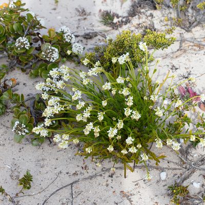 Stackhousia spathulata, photographed by Kym Nicolson