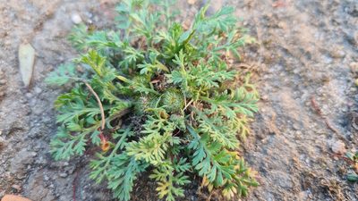 Soliva anthemifolia, photographed by Auradyme