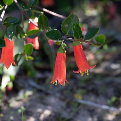 Correa pulchella, photographed by Kym Nicolson