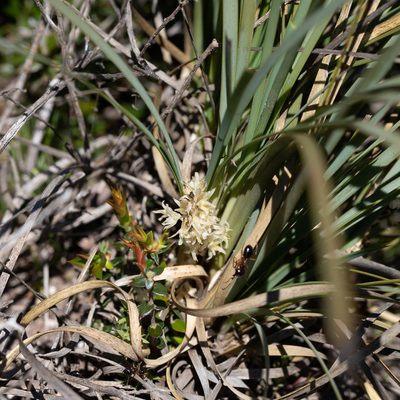 Lomandra effusa, photographed by Kym Nicolson
