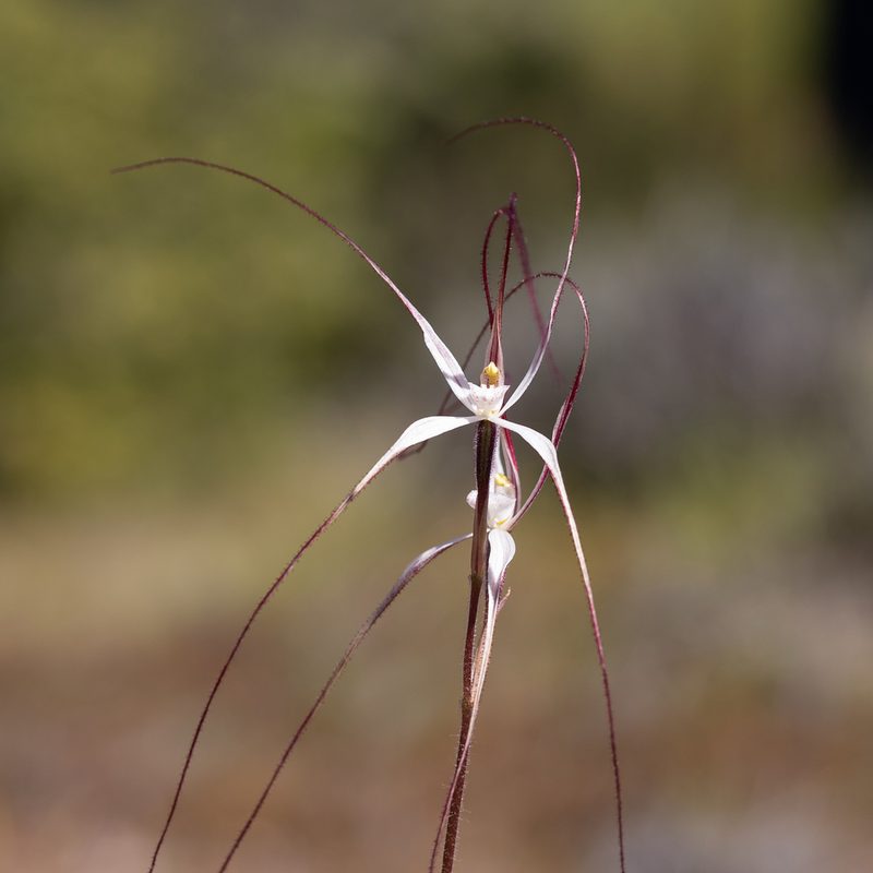 Caladenia capillata, photographed by Kym Nicolson