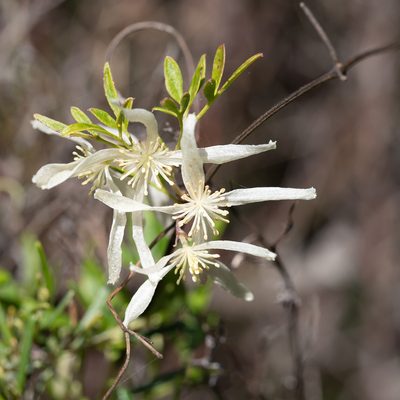 Clematis microphylla, photographed by Kym Nicolson
