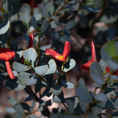 Templetonia retusa, photographed by Kym Nicolson