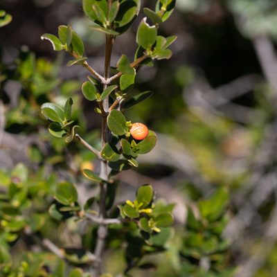 Alyxia buxifolia, photographed by Kym Nicolson