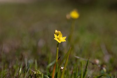 Bulbine semibarbata, photographed by Kym Nicolson