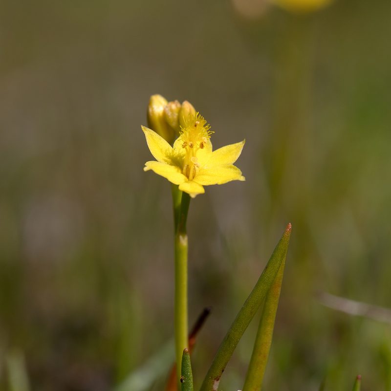 Bulbine semibarbata, photographed by Kym Nicolson