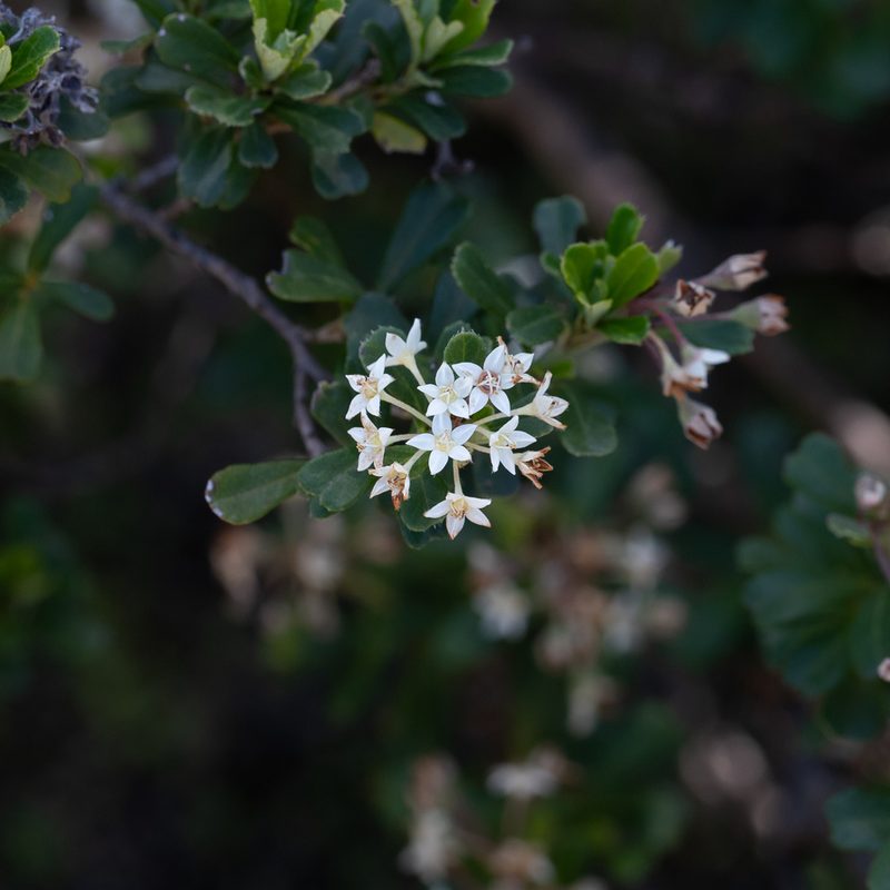 Pomaderris obcordata, photographed by Kym Nicolson