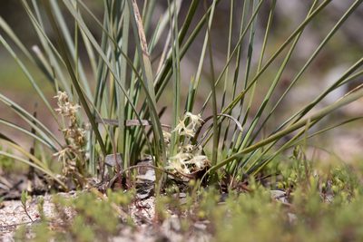 Lomandra effusa, photographed by Kym Nicolson