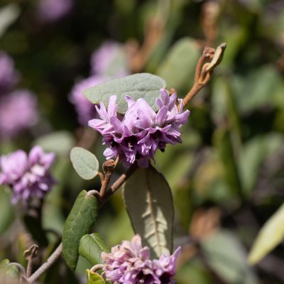 Lasiopetalum discolor, photographed by Kym Nicolson