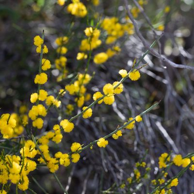 Acacia spinescens