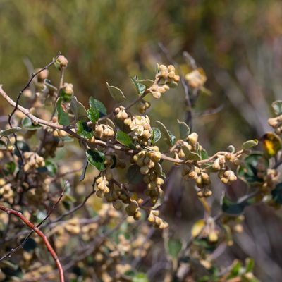 Pomaderris paniculosa, photographed by Kym Nicolson
