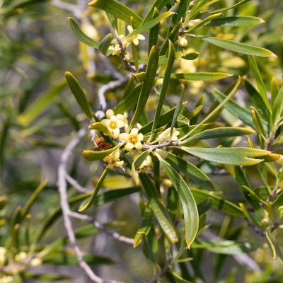 Pittosporum angustifolium, photographed by Kym Nicolson