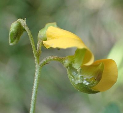 Argyrolobium tomentosum, photographed by Nicola van Berkel