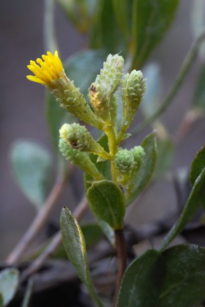 Hazardia orcuttii, photographed by Madeleine Claire