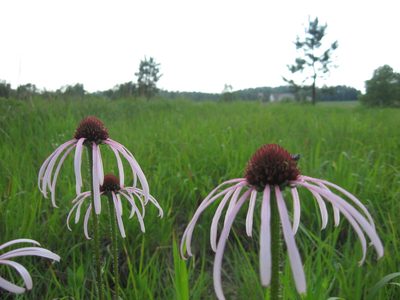 Echinacea simulata, photographed by Mason Brock