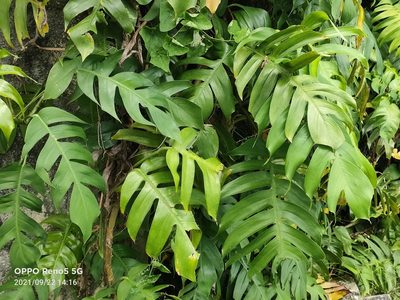 Epipremnum pinnatum, photographed by Ong Jyh Seng