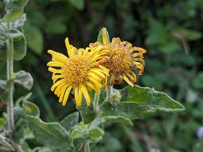 Pulicaria dysenterica, photographed by Pieter Huybrechts